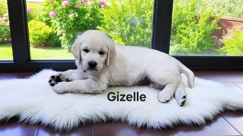 Gizelle - English Cream Golden Retriever Puppy