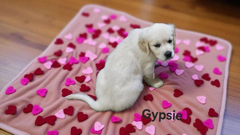Gypsie - English Cream Golden Retriever Puppy