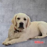 Willow - Dam